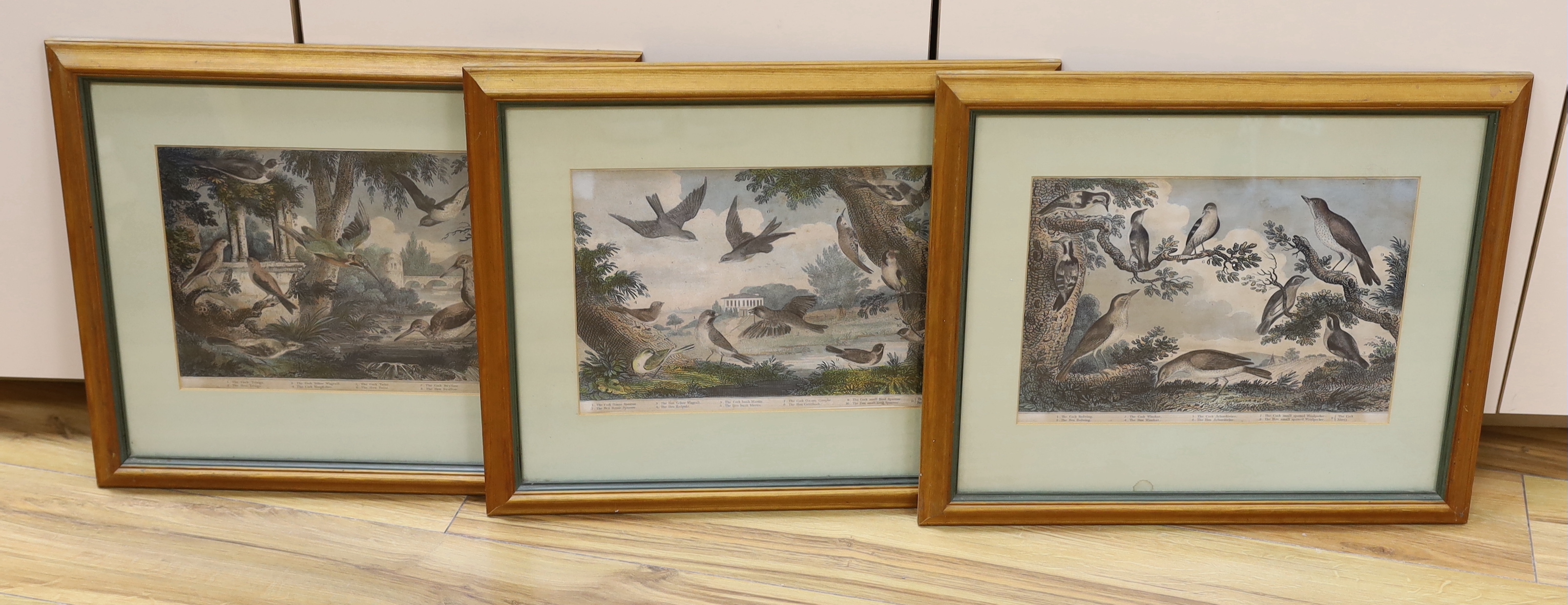 Victorian School, three hand coloured engravings, Studies of British Birds, 21 x 31cm